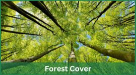 Forests and the SDGs: A Path to a Greener Future